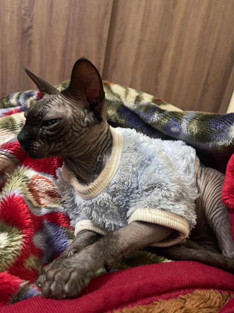 Mèo Sphynx màu tối, hơn 1 tuổi. Mua bán Mèo tại Quận Thanh Xuân Hà Nội được đăng bởi Mai Hồng Anh hình 1