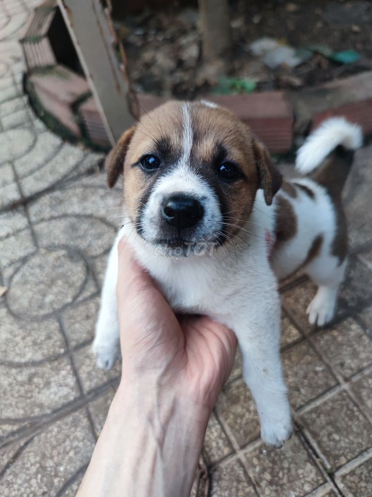 Chó con nhiều màu non. Mua bán Chó tại Thành phố Đồng Xoài Bình Phước được đăng bởi Nguyễn Giang hình 1