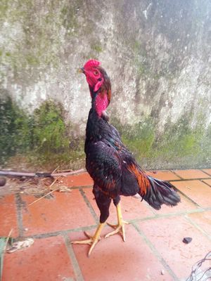 Tía Huyền châm tơ zin. Mua bán Gà tại Quận Ngũ Hành Sơn Đà Nẵng được đăng bởi Gà Hay Non Nước