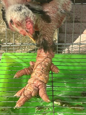 Bán 3 con gà Đông Tảo con chân to như cột đình. Mua bán Gà tại Huyện Mỏ Cày Bắc Bến Tre được đăng bởi Đạt