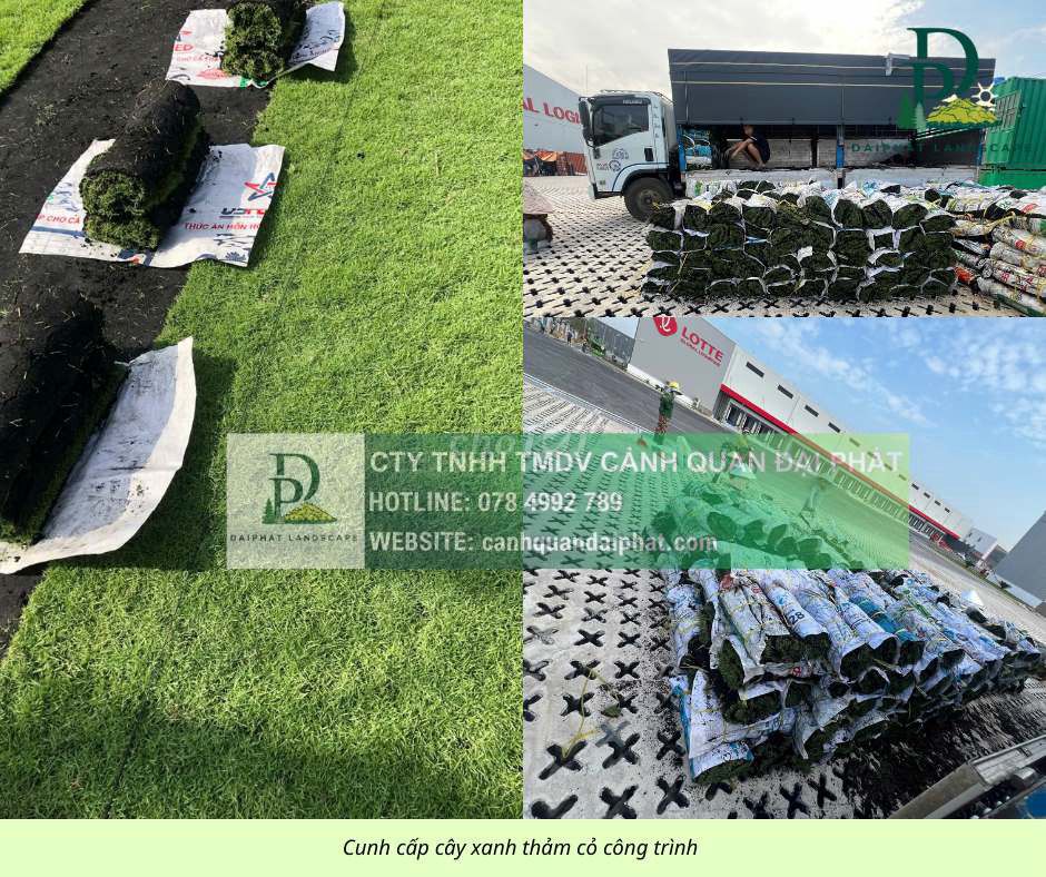 Cung cấp các loại cỏ cảnh quan giá tốt Đồng Nai. Mua bán Cây cảnh, đồ trang trí tại Huyện Long Thành Đồng Nai được đăng bởi CẢNH QUAN ĐẠI PHÁT  hình 1