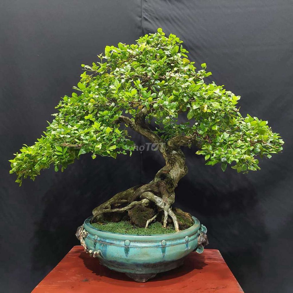 Cây nguyệt quế chữ c cao 63cm