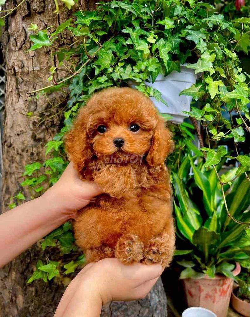 Chó Poodle Nâu đỏ Đực Cái Lông xoăn. Mua bán Chó tại Thành phố Mỹ Tho Tiền Giang được đăng bởi Nguyễn Thị Huỳnh Mai hình 1