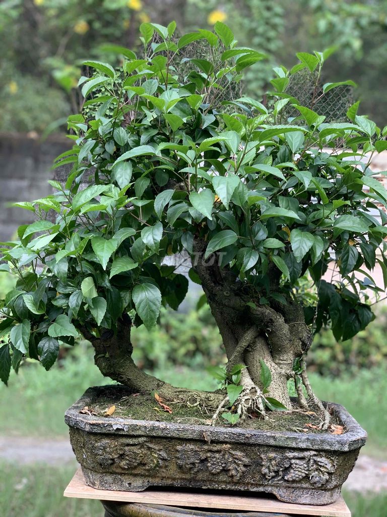 Dam bụt cổ bonsai