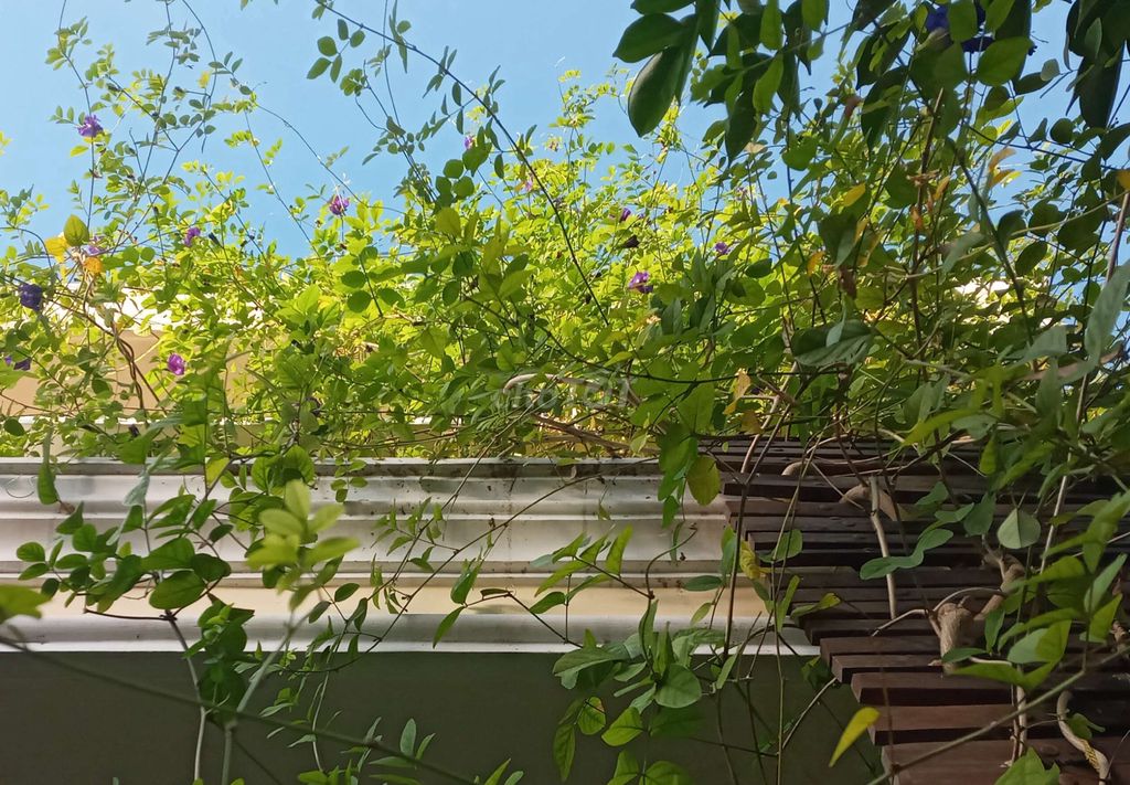 Hoa đậu biếc. Mua bán Đồ ăn, thực phẩm và các loại khác tại Thành phố Hội An Quảng Nam được đăng bởi Nguyễn Hoàng Nam hình 1