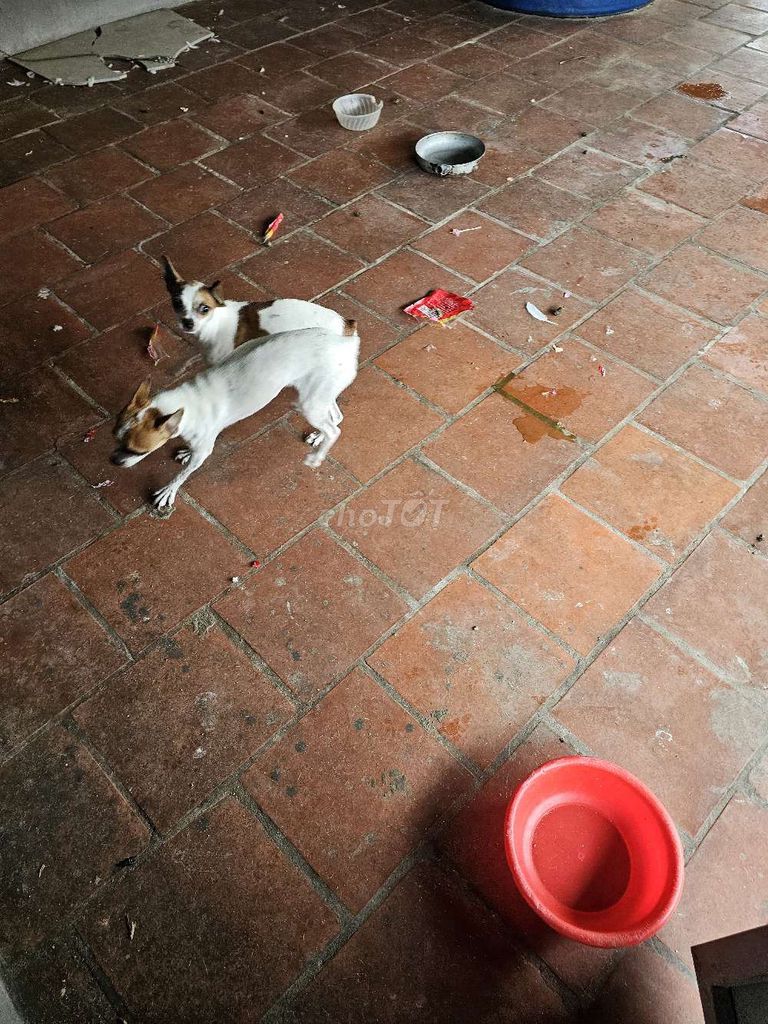 Chó Phốc Bò Sữa đực Trắng Nâu. Mua bán Chó tại Thành phố Hưng Yên Hưng Yên được đăng bởi ĐNH hình 1