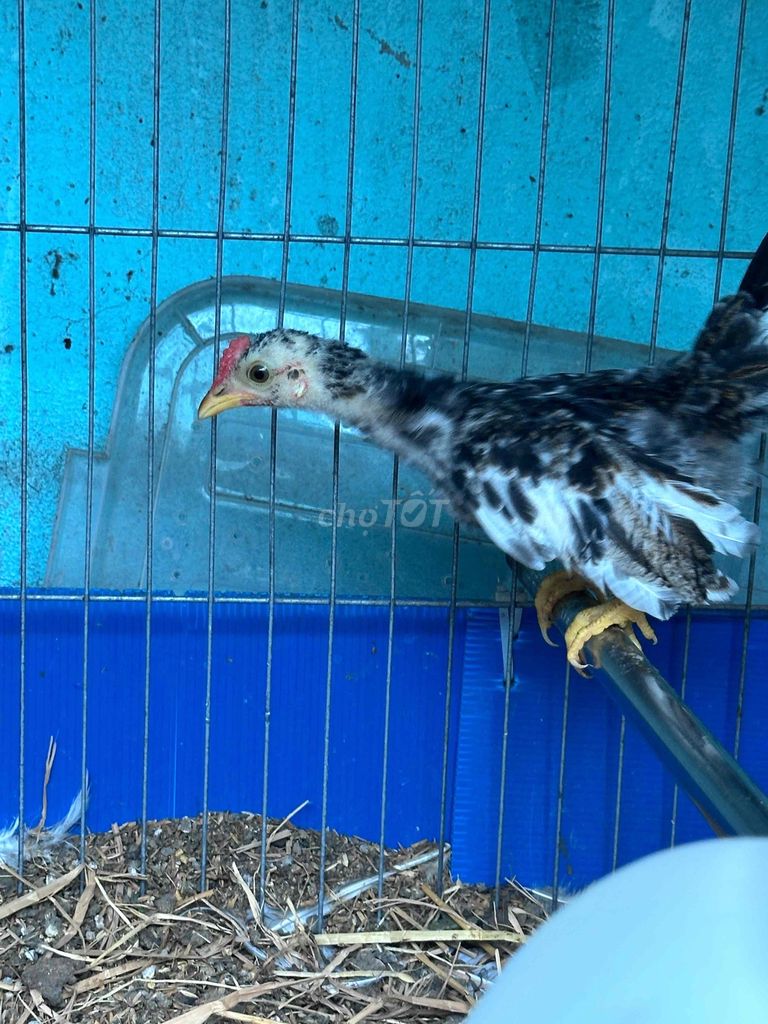 TRE BẮC TÍT TRỐNG. Mua bán Gà tại Quận 12 Tp Hồ Chí Minh được đăng bởi Nguyễn Quang Ngọc hình 1