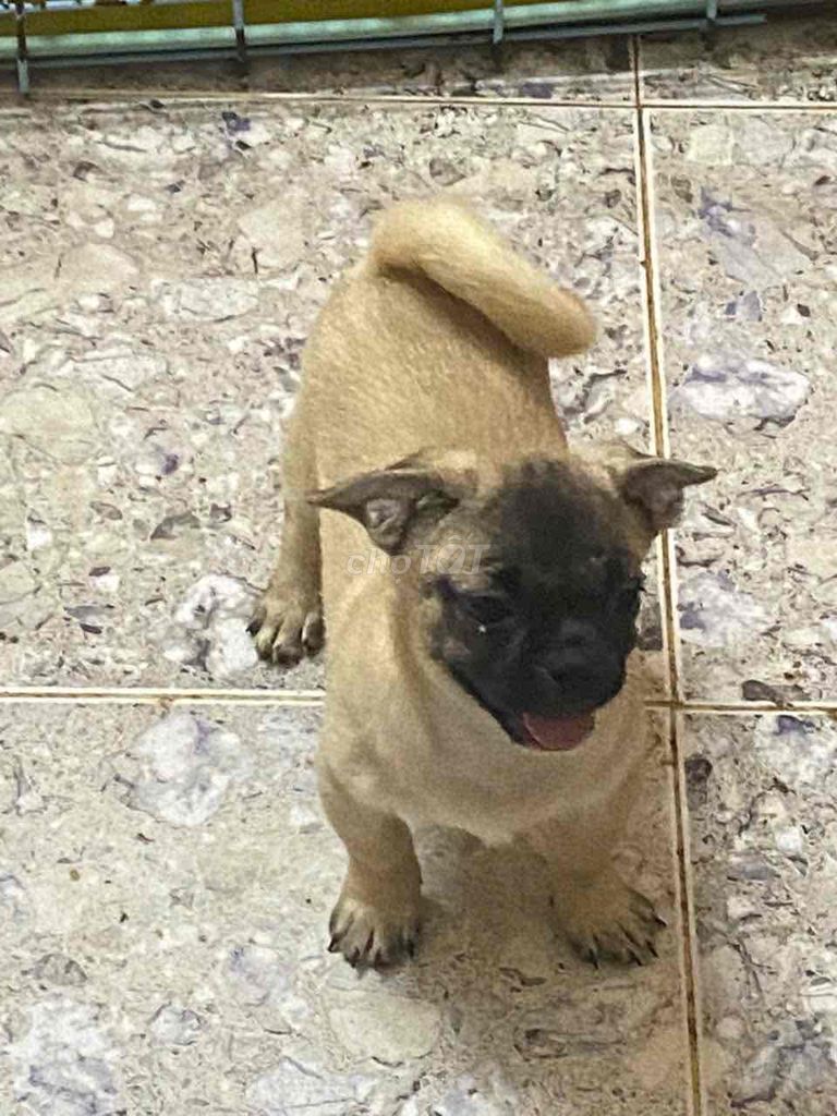 pug lai. Mua bán Chó tại Quận Hà Đông Hà Nội được đăng bởi a béo hình 1
