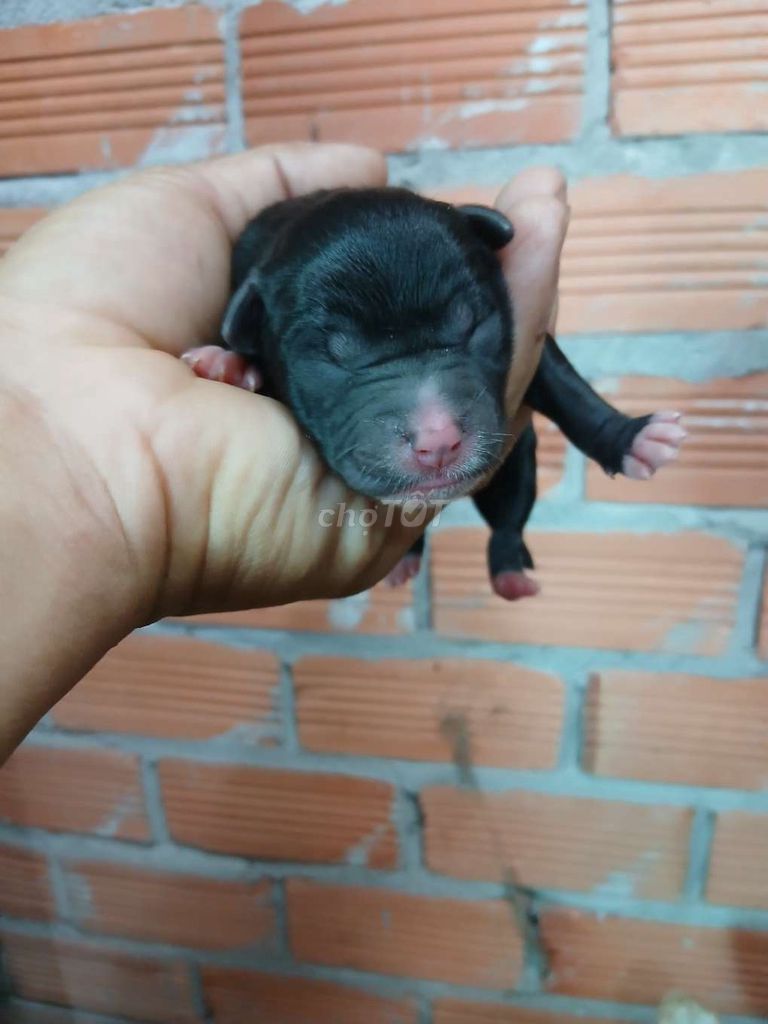 Bán chó con lai. Mua bán Chó tại Thành phố Tân An Long An được đăng bởi Hoàng Linh hình 4