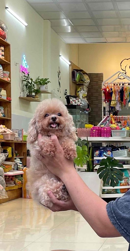 bán Poodle tecup 1.2kg siêu bé rất khôn