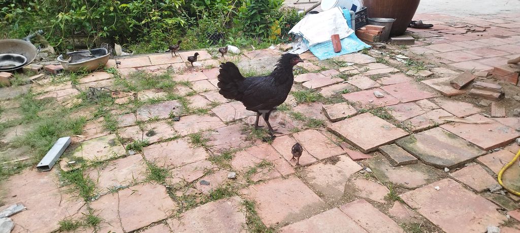 Gà giống đen nâu đỏ. Mua bán Gà tại Huyện Châu Thành Đồng Tháp được đăng bởi THÀNH  NGUYỄN hình 1