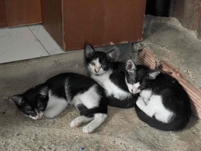 Mèo con đen trắng hơn 1 tháng 4 bé