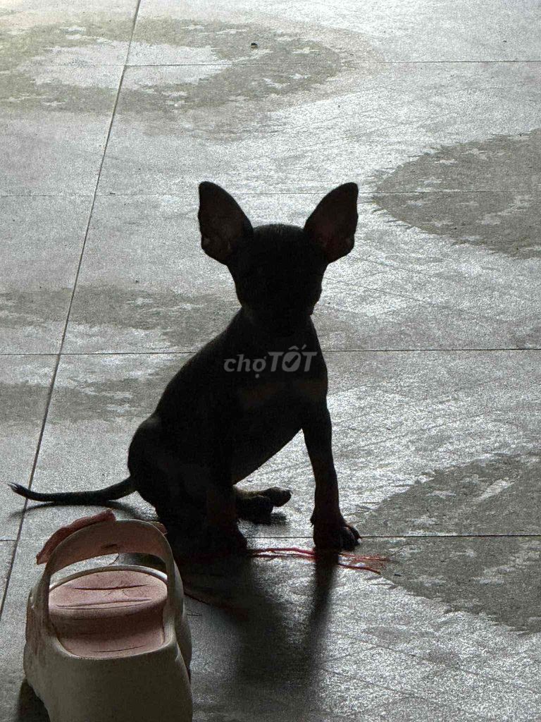 bán chihuahua bắc ninh. Mua bán Chó tại Thành phố Bắc Ninh Bắc Ninh được đăng bởi Phuong Anh hình 4