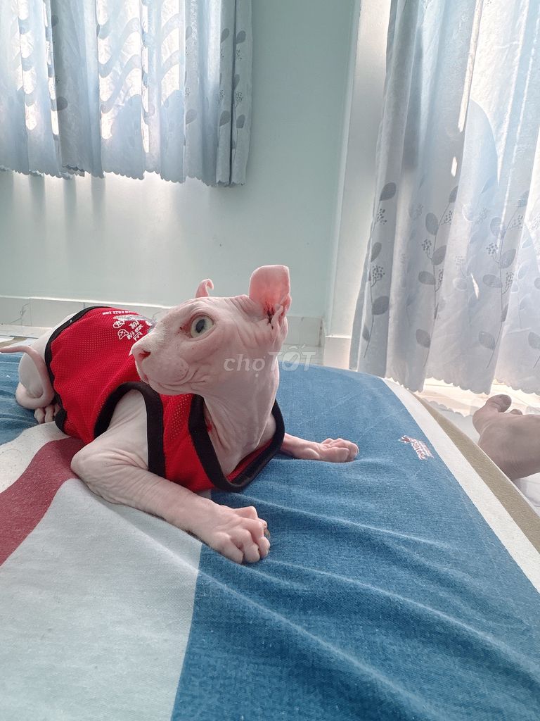 Bán mèo sphynx 2 màu mắt và tặng kèm chuồng