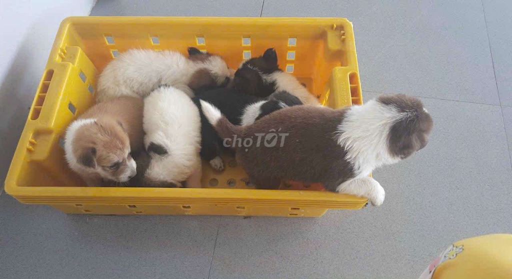 Chó cỏ đen cả hai 2 tháng đã . Mua bán Chó tại Huyện Kế Sách Sóc Trăng được đăng bởi bảo hình 1