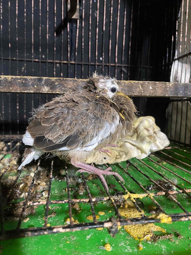 Chim cu gáy Thái Bông. Mua bán Chim tại Quận 10 Tp Hồ Chí Minh được đăng bởi Hoàng Thịnh  hình 1