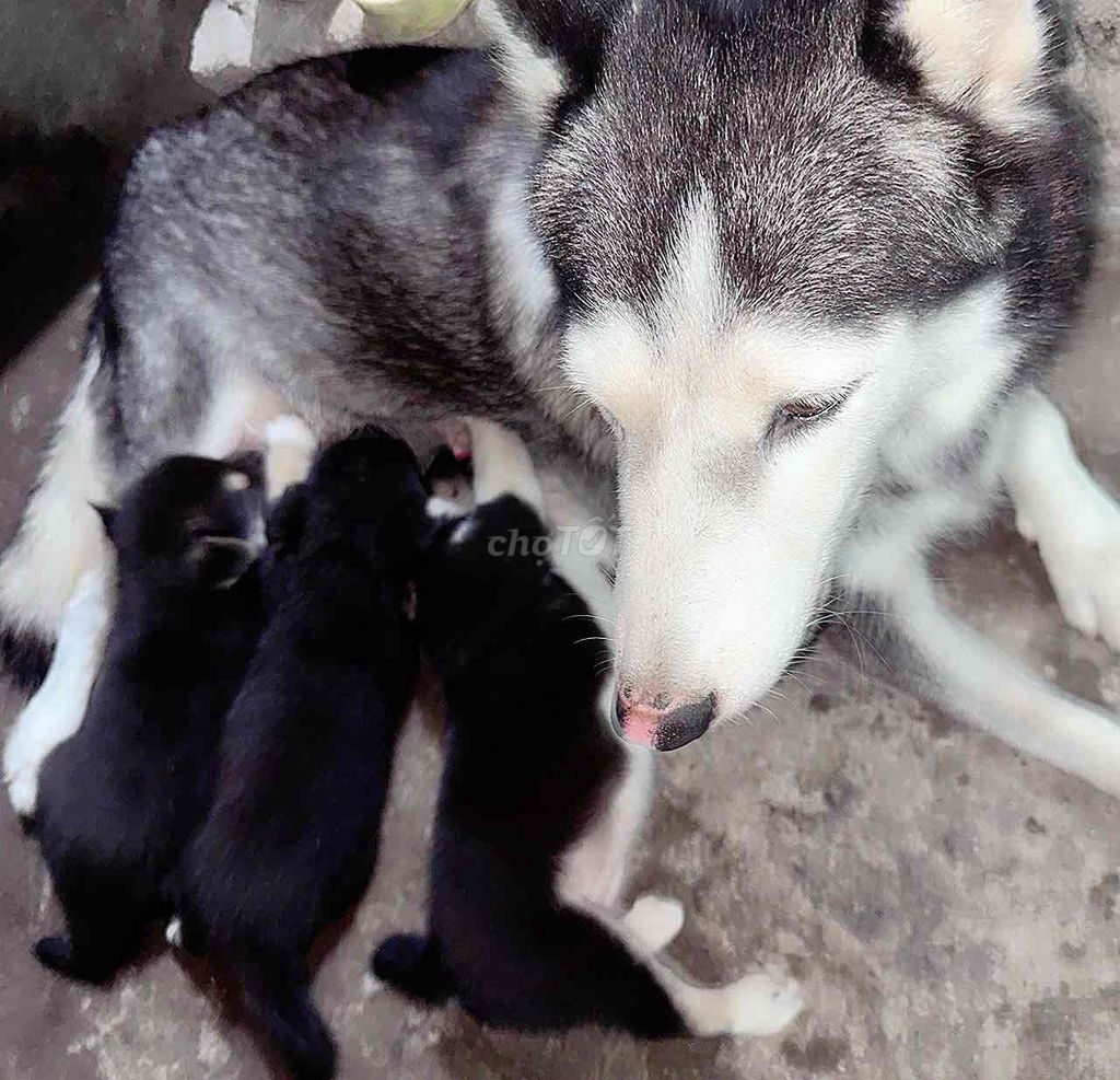 Chó Husky lai Mắt Xanh Biếc, mới tập ăn. Mua bán Chó tại Huyện Nhà Bè Tp Hồ Chí Minh được đăng bởi MI MI hình 1