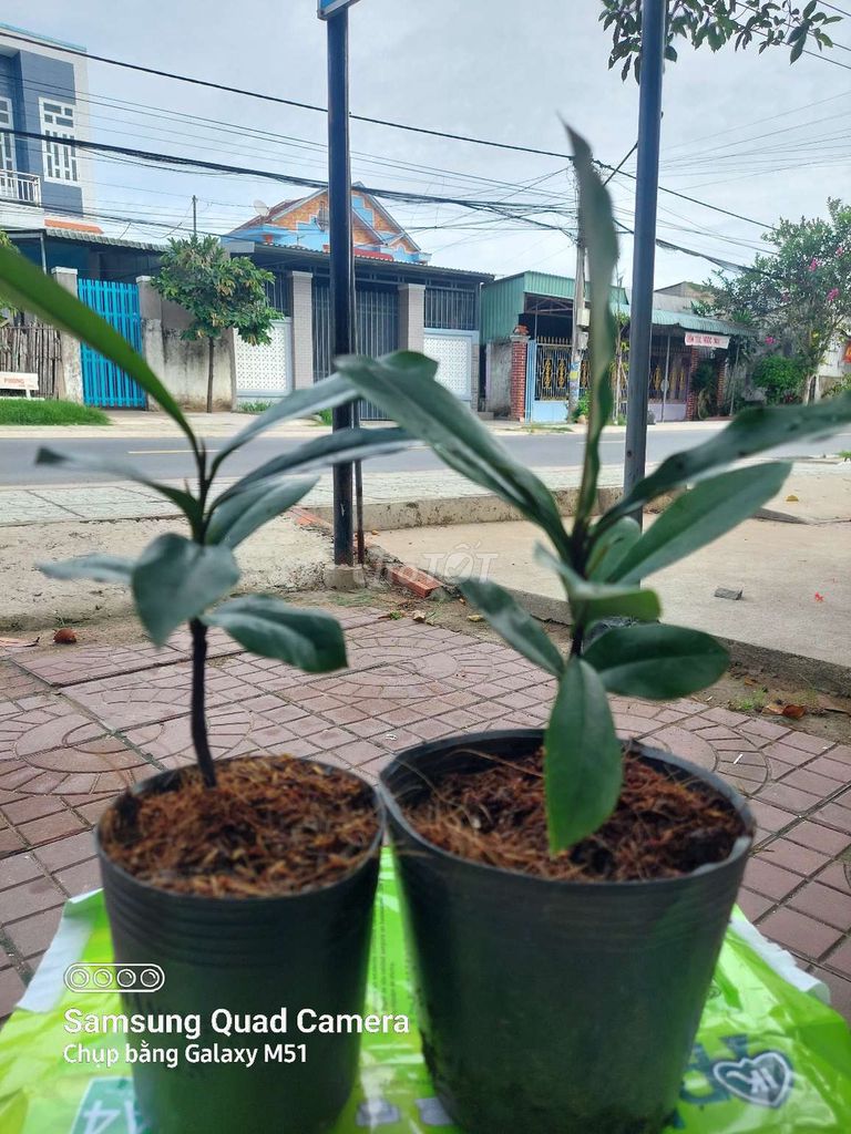 Cây cảnh Đào hồng nhung 30cm. Mua bán Cây cảnh, đồ trang trí tại Huyện Châu Thành Sóc Trăng được đăng bởi Sơn Lang hình 1