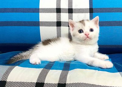 Blue Tabby - Black Golden  - Black Ticked tìm 🏡