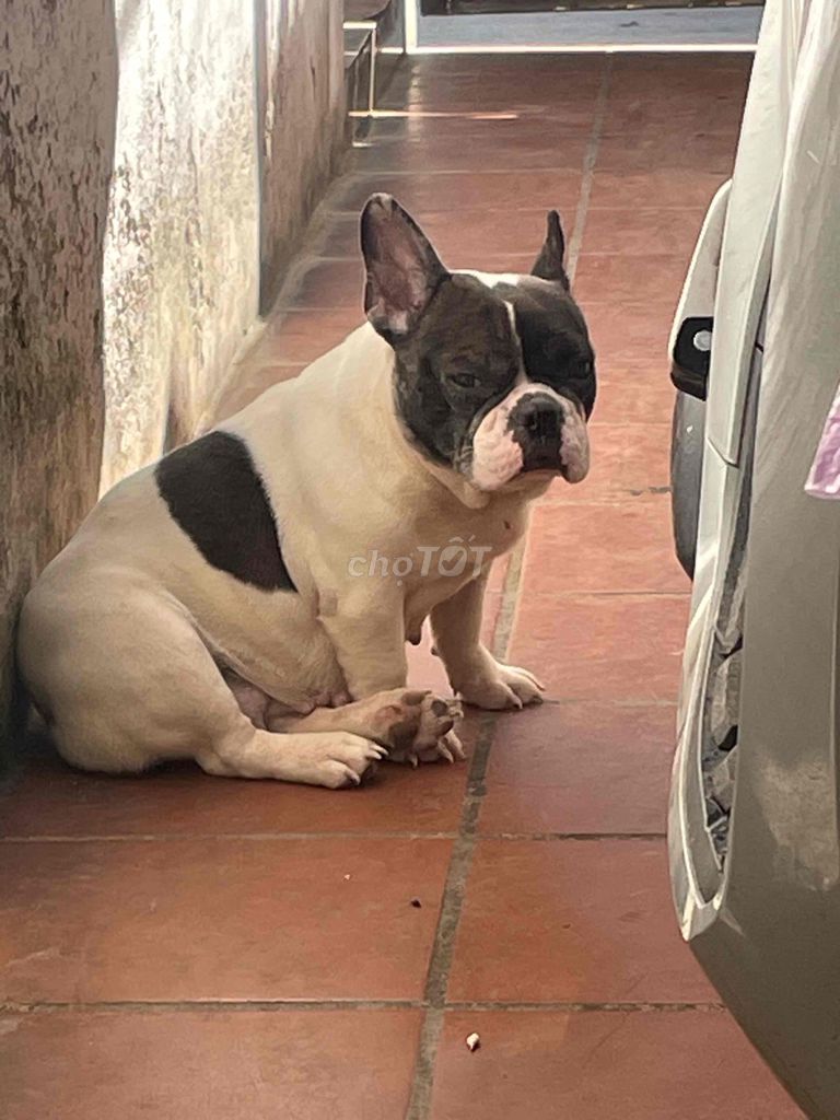 Chó Bull Pháp cái 2 tuổi. Mua bán Chó tại Quận Long Biên Hà Nội được đăng bởi Nguyên Văn Thư hình 1