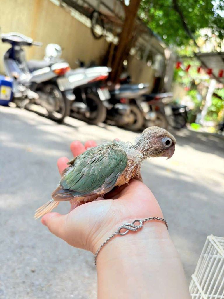 Chim cảnh non cả hai màu Xanh lá, Nâu. Mua bán Chim tại Quận Cầu Giấy Hà Nội được đăng bởi Shop chim vẹt  hình 1