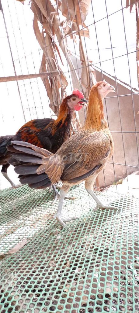 Gà mái Peru Gallos. Mua bán Gà tại Huyện Hóc Môn Tp Hồ Chí Minh được đăng bởi FB Huy Cuong Peru Gallos hình 1