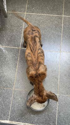 Chó Phú Quốc vện lửa