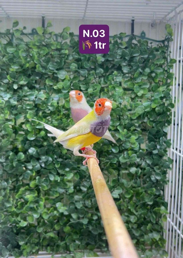 Chim 7 Màu. Mua bán Chim tại Thị xã Bến Cát Bình Dương được đăng bởi Nghĩa Finch hình 1