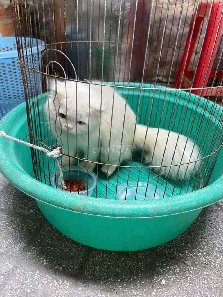 Mèo Ba Tư lông dài Trắng. Mua bán Mèo tại Thành phố Thủ Đức Tp Hồ Chí Minh được đăng bởi thái tiến dũng hình 1