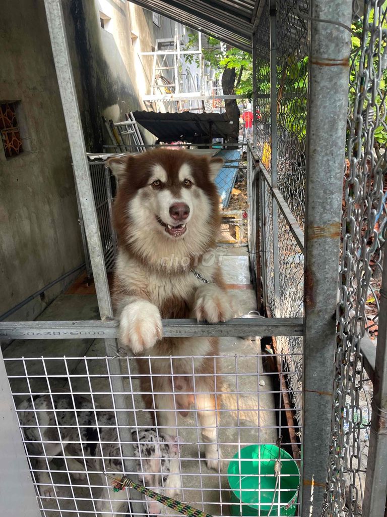 Chó Alaska đực 2 tuổi. Mua bán Chó tại Thành phố Thuận An Bình Dương được đăng bởi Tài Lộc Ván Ép hình 1