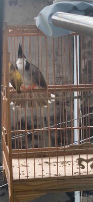 chim hơn 2 mùa lông mới bộ to dài. Mua bán Chim tại Quận Bình Tân Tp Hồ Chí Minh được đăng bởi Lê Phước