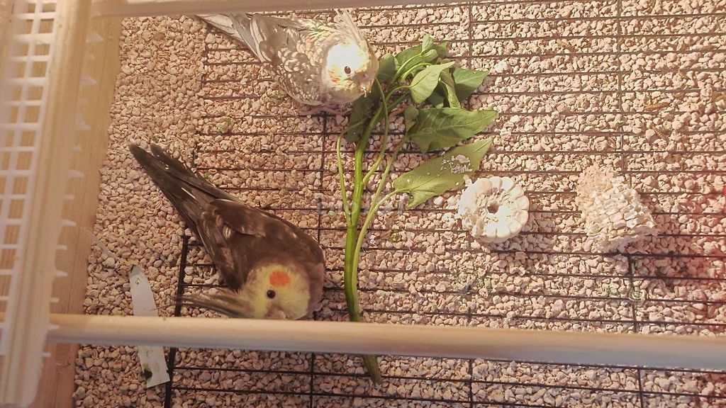 Chim Vẹt Cockatiel trên 11 tháng. Mua bán Chim tại Quận 1 Tp Hồ Chí Minh được đăng bởi Trần  hình 1