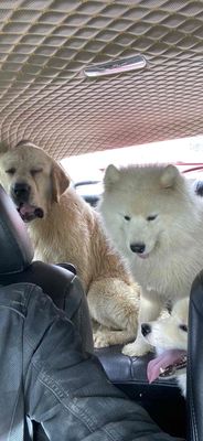 Samoyed chó tuyết cực kỳ đáng yêu. Mua bán Chó tại Huyện Xuân Lộc Đồng Nai được đăng bởi 0901.322.113