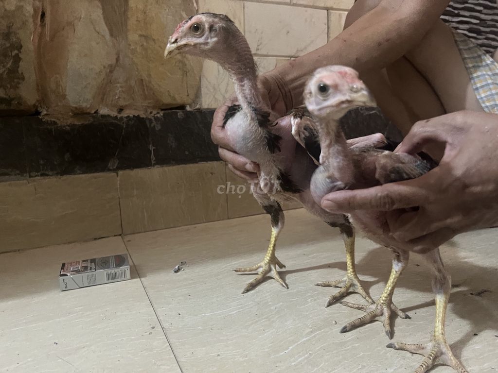 Gà chọi dòng, trống mái, cân nặng ~0.3kg. Mua bán Gà tại Quận Hải Châu Đà Nẵng được đăng bởi Mười hình 1