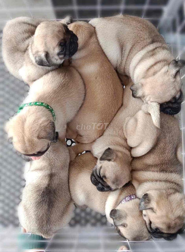 Mặt xệ đáng yêu. Mua bán Chó tại Quận 5 Tp Hồ Chí Minh được đăng bởi Minh Anh hình 1