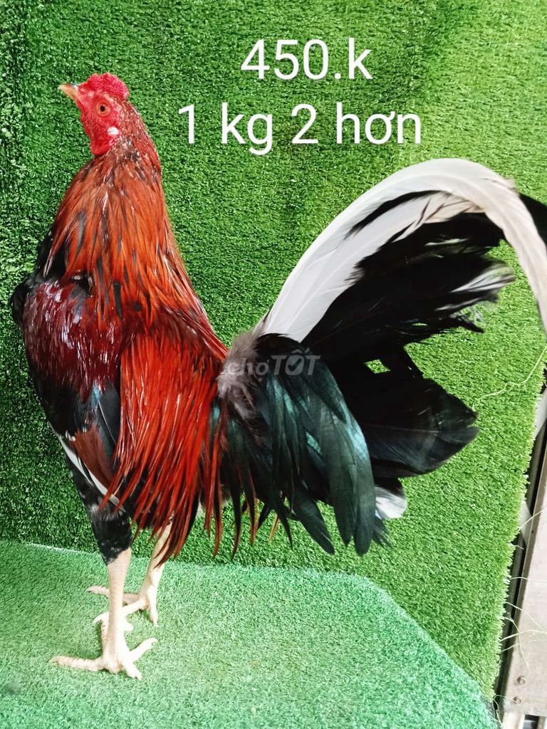 Bông 1 kg 2 hơn tơ zin