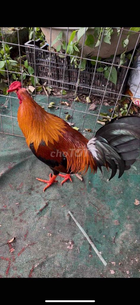 điều 1kg6. Mua bán Gà tại Thành phố Thủ Đức Tp Hồ Chí Minh được đăng bởi gà cỏ hình 1
