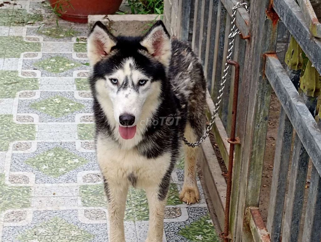 Chó Husky Cái Đen trắng. Mua bán Chó tại Huyện Hóc Môn Tp Hồ Chí Minh được đăng bởi Nhân Rottweiler  hình 1