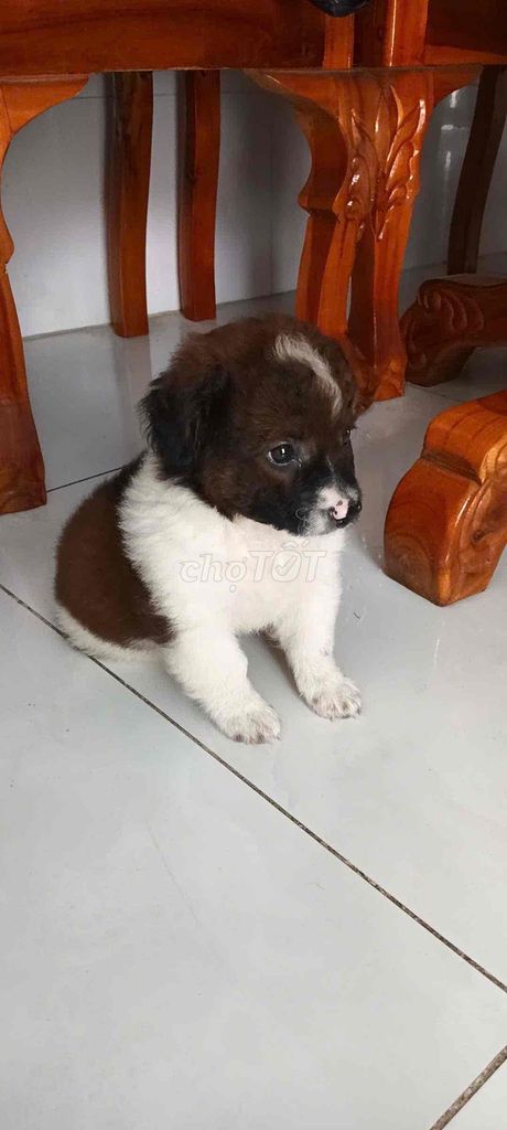 Chó Nhật lông xù bò sữa hơn 2 tháng. Mua bán Chó tại Thành phố Thủ Đức Tp Hồ Chí Minh được đăng bởi Thành hình 1