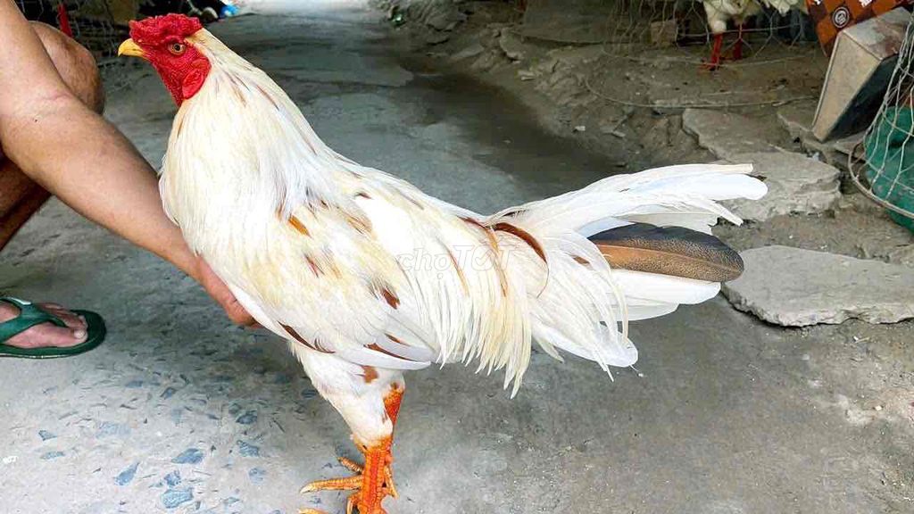 GÀ BƯỚM 2k9G. Mua bán Gà tại Thị xã Bình Minh Vĩnh Long được đăng bởi Gà Danh hình 1