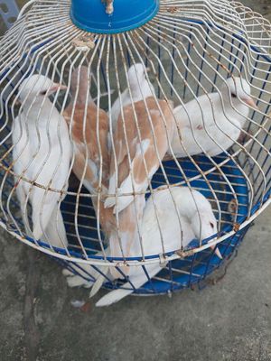 Cu pháp tơ. Mua bán Chim tại Thành phố Thủ Đức Tp Hồ Chí Minh được đăng bởi Chàng Khờ
