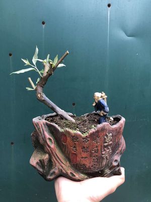 Cây nhót bonsai