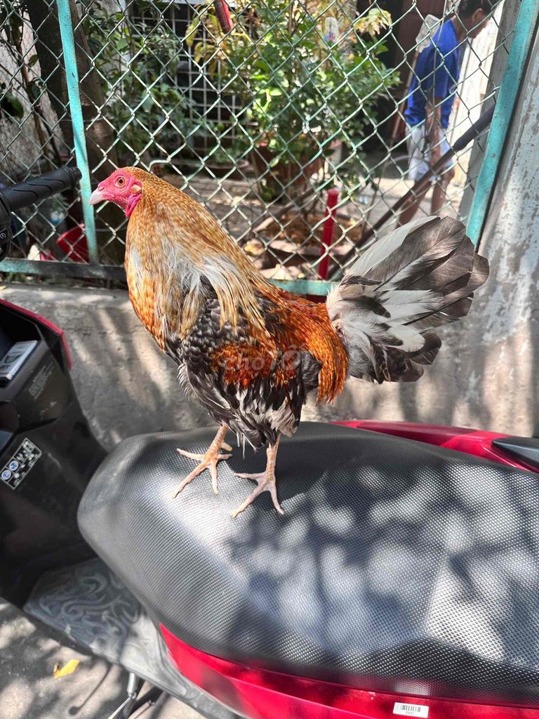 Gà trống màu Nâu Đen Trắng. Mua bán Gà tại Quận 7 Tp Hồ Chí Minh được đăng bởi Thiện Phát hình 1
