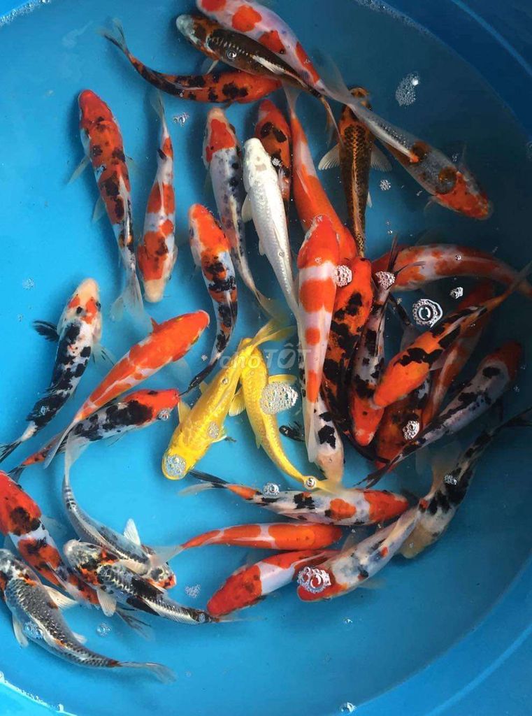 Cá Koi Đa sắc và phi tần tay bơi to hẻm BMT . Mua bán Thú cưng khác tại Thành phố Buôn Ma Thuột Đắk Lắk được đăng bởi Tiệm Cá Cảnh Bá Phong BMT hình 1