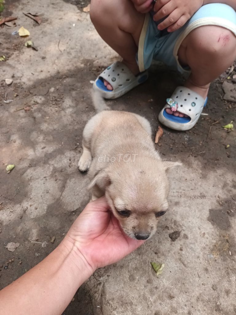 Chó con màu Nâu nhạt. Mua bán Chó tại Huyện Quỳnh Phụ Thái Bình được đăng bởi Nguyễn anh hình 1
