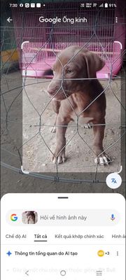 Chó Pitbull lai Đực Cái Nâu Đen