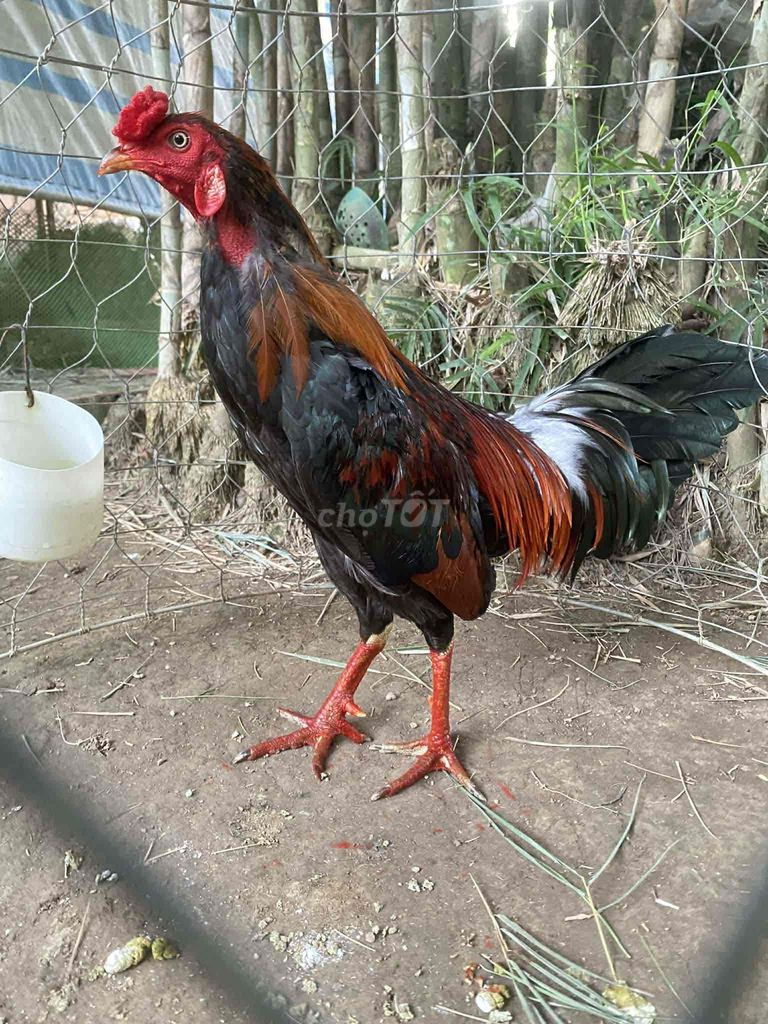 Gà chọi Asil Mỹ trống 2.6kg đen đỏ nâu. Mua bán Gà tại Huyện Trà Cú Trà Vinh được đăng bởi Tiểu Dương hình 1