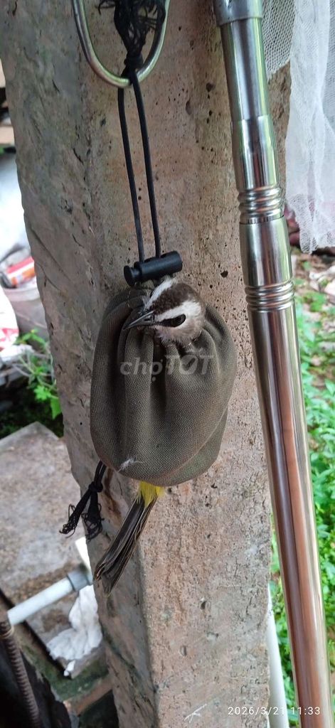 Chim hht  bổi bẫy lụp chim ở Sa Đéc. Mua bán Chim tại Thành phố Sa Đéc Đồng Tháp được đăng bởi Tien hình 1