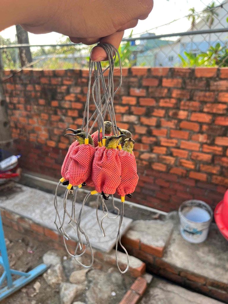 Chim hút mật non khỏe mạnh. Mua bán Chim tại Quận Cái Răng Cần Thơ được đăng bởi Long hình 1