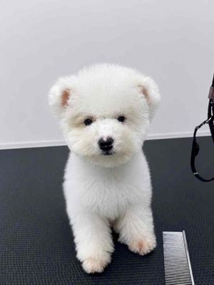 Chó Poodle Tini Đực Trắng